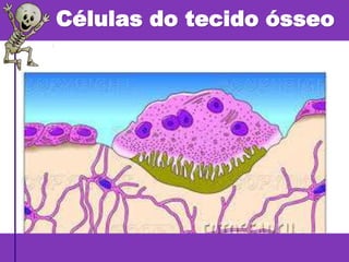 Células do tecido ósseo
 