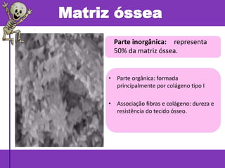 Matriz óssea
Parte inorgânica: representa
50% da matriz óssea.
• Parte orgânica: formada
principalmente por colágeno tipo I
• Associação fibras e colágeno: dureza e
resistência do tecido ósseo.
 
