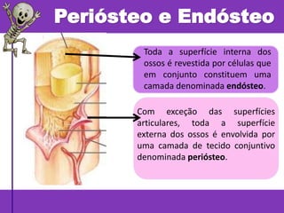 Periósteo e Endósteo
Toda a superfície interna dos
ossos é revestida por células que
em conjunto constituem uma
camada denominada endósteo.
Com exceção das superfícies
articulares, toda a superfície
externa dos ossos é envolvida por
uma camada de tecido conjuntivo
denominada periósteo.
 