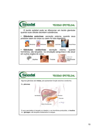 TECIDO EPITELIAL

   O tecido epitelial pode se diferenciar em tecido glandular
quando suas células secretam substâncias.

   Glândulas exócrinas: secreção externa, quando seus
produtos saem do corpo ou caem no tubo digestório.


            Mamárias        Sebáceas              Lacrimais            Sudoríferas



   Glândulas endócrinas: secreção interna, quando
hormônios, são lançados na circulação sanguínea e vão atuar
em outros orgãos do corpo.

                Hipófise                  Tireóide                  Paratireóide




                                              TECIDO EPITELIAL

Algumas glândulas são mistas, pois apresentam função exócrina e endócrina.

Ex. pâncreas




O suco pancreático é lançado no intestino, e os hormônios produzidos, a insulina
e o glucagon, são lançados diretamente no sangue.




                                                                                     10
 