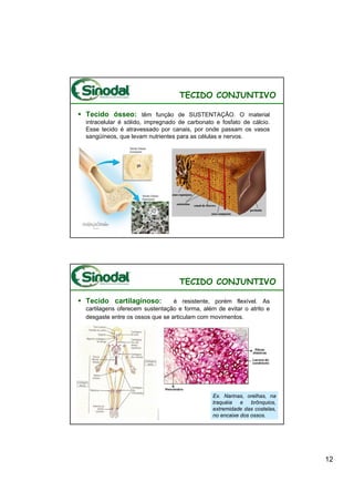 TECIDO CONJUNTIVO

Tecido ósseo: têm função de SUSTENTAÇÃO. O material
intracelular é sólido, impregnado de carbonato e fosfato de cálcio.
Esse tecido é atravessado por canais, por onde passam os vasos
sangüíneos, que levam nutrientes para as células e nervos.




                                  TECIDO CONJUNTIVO

Tecido cartilaginoso:           é resistente, porém flexível. As
cartilagens oferecem sustentação e forma, além de evitar o atrito e
desgaste entre os ossos que se articulam com movimentos.




                                              Ex. Narinas, orelhas, na
                                              traquéia e brônquios,
                                              extremidade das costelas,
                                              no encaixe dos ossos.




                                                                          12
 