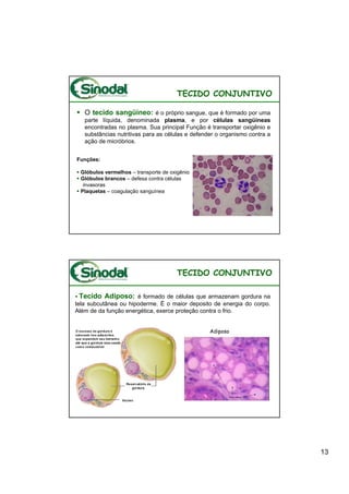 TECIDO CONJUNTIVO

   O tecido sangüíneo: é o próprio sangue, que é formado por uma
   parte líquida, denominada plasma, e por células sangüíneas
   encontradas no plasma. Sua principal Função é transportar oxigênio e
   substâncias nutritivas para as células e defender o organismo contra a
   ação de micróbrios.


Funções:

 Glóbulos vermelhos – transporte de oxigênio
 Glóbulos brancos – defesa contra células
  invasoras
 Plaquetas – coagulação sanguínea




                                       TECIDO CONJUNTIVO

  Tecido Adiposo: é formado de células que armazenam gordura na
tela subcutânea ou hipoderme. É o maior deposito de energia do corpo.
Além de da função energética, exerce proteção contra o frio.


                                                  Adiposo




                                                                            13
 