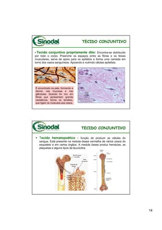 TECIDO CONJUNTIVO

  Tecido conjuntivo propriamente dito: Encontra-se distribuído
por todo o corpo. Preenche os espaços entre as fibras e os feixes
musculares, serve de apoio para os epitélios e forma uma camada em
torno dos vasos sanguíneos. Apoiando e nutrindo células epiteliais.




É encontrado na pele, formando a
derme, nas mucosas e nas
glândulas. Quando for rico em
fibras que apresentam grande
resistência, forma os tendões,
que ligam os músculos aos ossos.




                                   TECIDO CONJUNTIVO

   Tecido hematopoético - função de produzir as células do
   sangue. Está presente na medula óssea vermelha de vários ossos do
   esqueleto e em certos órgãos. A medula óssea produz hemácias, as
   plaquetas e alguns tipos de leucócitos.




                                                                       14
 