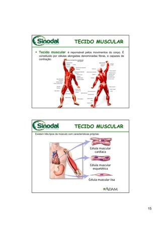 TECIDO MUSCULAR

   Tecido muscular é reponsável pelos movimentos do corpo. É
   constituido por células alongadas denominadas fibras, e capazes de
   contração.




                                    TECIDO MUSCULAR
Existem três tipos de músculo com características próprias:




                                                                        15
 