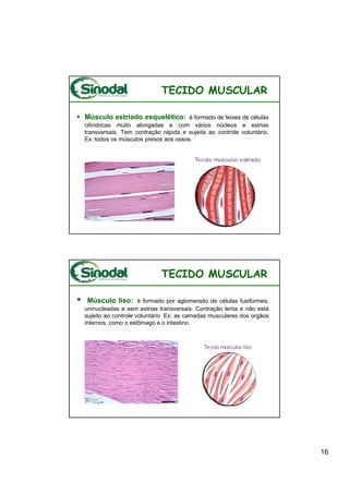 TECIDO MUSCULAR

Músculo estriado esquelético: é formado de feixes de células
cilíndricas muito alongadas e com vários núcleos e estrias
transversais. Tem contração rápida e sujeita ao controle voluntário.
Ex: todos os músculos presos aos ossos.




                            TECIDO MUSCULAR

 Músculo liso: é formado por aglomerado de células fusiformes,
uninucleadas e sem estrias transversais. Contração lenta e não está
sujeito ao controle voluntário. Ex: as camadas musculares dos orgãos
internos, como o estômago e o intestino.




                                                                       16
 