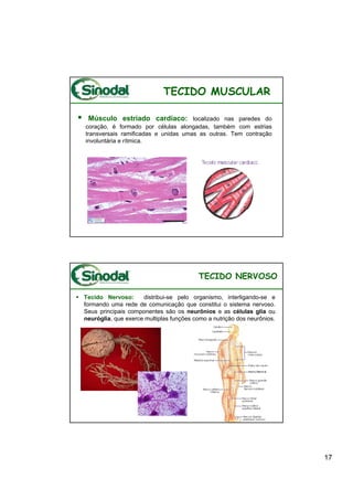 TECIDO MUSCULAR

 Músculo estriado cardíaco: localizado nas paredes do
coração, é formado por células alongadas, também com estrias
transversais ramificadas e unidas umas as outras. Tem contração
involuntária e rítmica.




                                         TECIDO NERVOSO

Tecido Nervoso:      distribui-se pelo organismo, interligando-se e
formando uma rede de comunicação que constitui o sistema nervoso.
Seus principais componentes são os neurônios e as células glia ou
neuróglia, que exerce multiplas funções como a nutrição dos neurônios.




                                                                         17
 