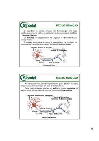 TECIDO NERVOSO

    Os neurônios ou células nervosas são formados por uma corpo
celular, que contém o núcleo, do qual partem prolongamentos de dois tipos:
 Dentritos e Axônio.
    Os dentritos são especializados na função de receber estímulos do
meio ambiente.
    O axônio, prolongamento único, é especializado na condução de
impulsos que transmitem informações do neurônio a outras células.




                                             TECIDO NERVOSO

    As células nervosas, são tão especializadas que é difícil ou as vezes
impossível haver regeneração em caso de corte ou lesão.
    Cada neurônio possui apenas um axônio e muitos dendritos. O
axônio acaba numa arborização terminal denominado fibra nervosa.




                                                                             18
 