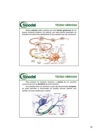 TECIDO NERVOSO

    Muitos axônios estão cobertos por uma bainha gordurosa de cor
branca contendo proteína. Os axônios com essa bainha transmitem os
impulsos nervosos mais rapidamente do que aqueles que não a possuem.




                                         TECIDO NERVOSO

     Para produzir os impulsos nervosos, o axônio de um neurônio
comunica-se com os dendritos de outro neurônio.
     As conexões entre um neurônio e outro são denominadas sinapses,
as quais permitem a transmissão do impulso nervoso apenas num
sentido: do corpo celular para o axônio.




                                                                       19
 