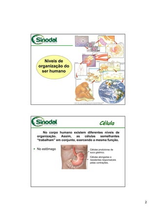 Níveis de
organização do
  ser humano




                                        Célula
    No corpo humano existem diferentes níveis de
organização.   Assim,    as   células  semelhantes
“trabalham” em conjunto, exercendo a mesma função.

No estômago                     Células produtoras de
                                suco gástrico.
                                Células alongadas e
                                resistentes responsáveis
                                pelas contrações.




                                                           2
 