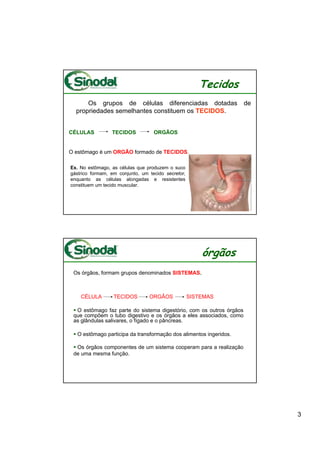 Tecidos
      Os grupos de células diferenciadas dotadas                     de
  propriedades semelhantes constituem os TECIDOS.


CÉLULAS          TECIDOS           ORGÃOS


O estômago é um ORGÃO formado de TECIDOS.

Ex. No estômago, as células que produzem o suco
gástrico formam, em conjunto, um tecido secretor,
enquanto as células alongadas e resistentes
constituem um tecido muscular.




                                                        órgãos
 Os órgãos, formam grupos denominados SISTEMAS.



    CÉLULA        TECIDOS        ORGÃOS             SISTEMAS

  O estômago faz parte do sistema digestório, com os outros órgãos
 que compõem o tubo digestivo e os órgãos a eles associados, como
 as glândulas salivares, o fígado e o pâncreas.

  O estômago participa da transformação dos alimentos ingeridos.

  Os órgãos componentes de um sistema cooperam para a realização
 de uma mesma função.




                                                                          3
 
