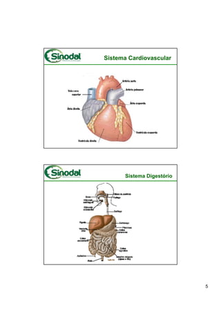 Sistema Cardiovascular




      Sistema Digestório




                           5
 