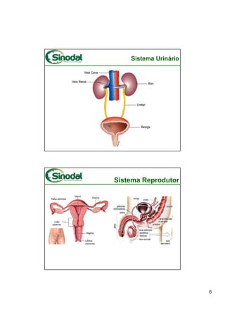 Sistema Urinário




Sistema Reprodutor




                       6
 