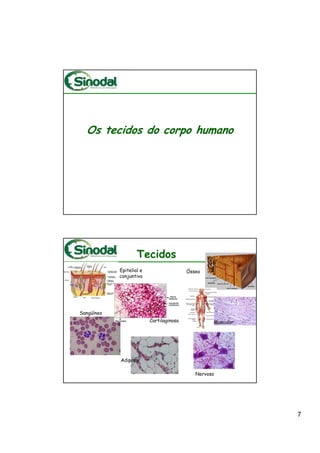 Os tecidos do corpo humano




                    Tecidos
            Epitelial e                   Ósseo
            conjuntivo




Sangüíneo
                          Cartilaginoso            Muscular




            Adiposo

                                             Nervoso




                                                              7
 