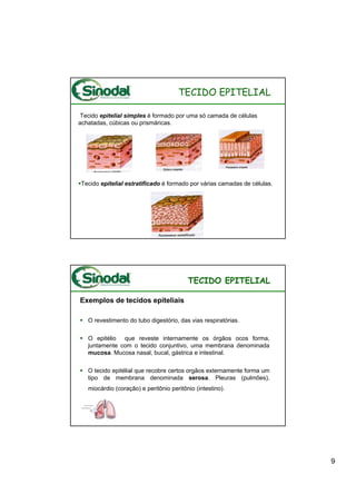 TECIDO EPITELIAL

Tecido epitelial simples é formado por uma só camada de células
achatadas, cúbicas ou prismáricas.




Tecido epitelial estratificado é formado por várias camadas de células.




                                          TECIDO EPITELIAL

Exemplos de tecidos epiteliais

   O revestimento do tubo digestório, das vias respiratórias.

   O epitélio que reveste internamente os órgãos ocos forma,
   juntamente com o tecido conjuntivo, uma membrana denominada
   mucosa. Mucosa nasal, bucal, gástrica e intestinal.

   O tecido epitélial que recobre certos orgãos externamente forma um
   tipo de membrana denominada serosa. Pleuras (pulmões),
   miocárdio (coração) e peritônio peritônio (intestino).




                                                                          9
 