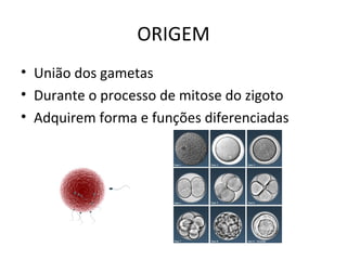 ORIGEM União dos gametas Durante o processo de mitose do zigoto Adquirem forma e funções diferenciadas 