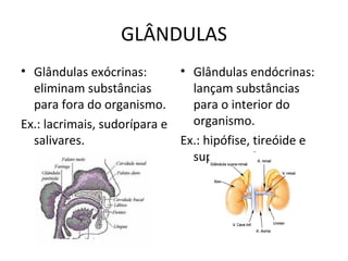 GLÂNDULAS Glândulas exócrinas: eliminam substâncias para fora do organismo. Ex.: lacrimais, sudorípara e salivares. Glândulas endócrinas: lançam substâncias para o interior do organismo. Ex.: hipófise, tireóide e supra-renal. 