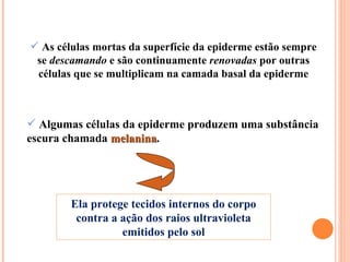 As células mortas da superfície da epiderme estão sempre se  descamando  e são continuamente  renovadas  por outras células que se multiplicam na camada basal da epiderme Algumas células da epiderme produzem uma substância escura chamada  melanina .  Ela protege tecidos internos do corpo contra a ação dos raios ultravioleta emitidos pelo sol 