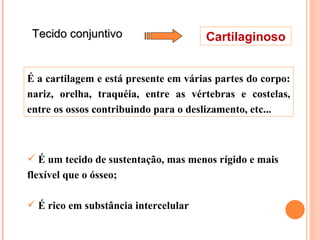 Tecido conjuntivo Cartilaginoso É um tecido de sustentação, mas menos rígido e mais flexível que o ósseo; É rico em substância intercelular É a cartilagem e está presente em várias partes do corpo: nariz, orelha, traquéia, entre as vértebras e costelas, entre os ossos contribuindo para o deslizamento, etc... 