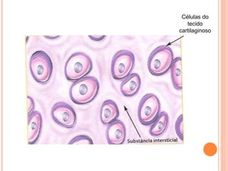 Células do tecido cartilaginoso 