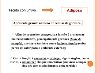 Tecido conjuntivo Adiposo Outra função é  sustentar  e  proteger  alguns órgãos, como os rins, e  amortecer  choques mecânicos (suavizar o impacto dos pés com o solo durante uma corrida) Apresenta grande número de células de gordura; Além de preencher espaços, sua função é armazenar material nutritivo, principalmente gordura ( fonte de energia ), que serve também como  isolante térmico  (evita perda de calor para o ambiente externo); 