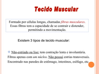 Tecido Muscular Formado por células longas, chamadas  fibras musculares .  Essas fibras tem a capacidade de se contrair e distender, permitindo a movimentação. Existem 3 tipos de tecido muscular: Não-estriado ou liso:  tem contração lenta e involuntária. Fibras apenas com  um núcleo .  Não possui  estrias transversais. Encontrado nas paredes do estômago, intestinos, esôfago, etc.  