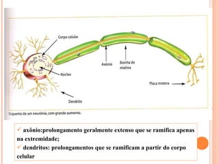 axônio:prolongamento geralmente extenso que se ramifica apenas na extremidade; dendritos: prolongamentos que se ramificam a partir do corpo celular 
