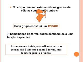 No corpo humano existem vários grupos de células semelhantes entre si. Cada grupo constitui um  TECIDO Semelhança de forma: todas destinam-se a uma função específica.  Assim, em um tecido, a semelhança entre as células não é somente quanto à forma, mas também quanto à função. 