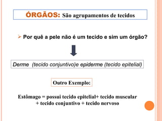 ÓRGÃOS:  São agrupamentos de tecidos Por quê a pele não é um tecido e sim um órgão? Estômago = possui tecido epitelial+ tecido muscular + tecido conjuntivo + tecido nervoso Outro Exemplo: Derme   (tecido conjuntivo)e  epiderme  (tecido epitelial) 
