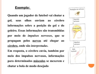 Exemplo:  Quando um jogador de futebol vai chutar a gol, seus olhos enviam ao cérebro informações sobre a posição do gol e do goleiro. Essas informações são transmitidas por meio de  impulsos nervosos , que se propagam pelos  nervos  até chegar ao  cérebro , onde são  interpretadas . Em resposta, o cérebro envia, também por meio dos impulsos nervosos, informações para determinados  músculos  se mexerem e chutar a bola de modo desejado 