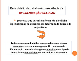 Essa divisão de trabalho é conseqüência da  DIFERENCIAÇÃO CELULAR processo que permite a formação de células especializadas na execução de determinada função do organismo Todas as células diplóides do corpo humano têm os  mesmos  cromossomos e genes. No processo de diferenciação determinados genes  ativados  num tipo de célula ficam  desativados  em outro tipo, e vice-versa 