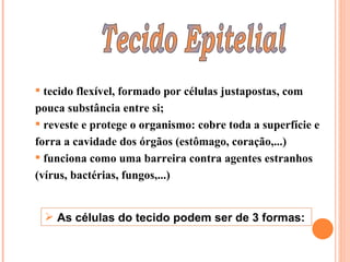 Tecido Epitelial tecido flexível, formado por células justapostas, com pouca substância entre si; reveste e protege o organismo: cobre toda a superfície e forra a cavidade dos órgãos (estômago, coração,...) funciona como uma barreira contra agentes estranhos (vírus, bactérias, fungos,...) As células do tecido podem ser de 3 formas:  