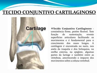 TECIDO CONJUNTIVO CARTILAGINOSO


                  Tecido Conjuntivo Cartilaginoso ‐
                consistência firme, porém flexível. Tem
                função     de    sustentação,    reveste
                superfícies articulares facilitando os
                movimentos e é fundamental para o
                crescimento dos ossos longos. A
                cartilagem é encontrada no nariz, nos
                anéis da traquéia e dos brônquios, na
                orelha externa, na epiglote, algumas
                partes da laringe e também entre as
                vértebras, amortecendo o impacto dos
                movimentos sobre a coluna vertebral.
 