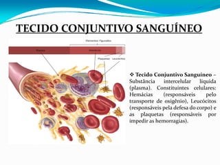 TECIDO CONJUNTIVO SANGUÍNEO



                   Tecido Conjuntivo Sanguíneo –
                Substância    intercelular    líquida
                (plasma). Constituintes celulares:
                Hemácias      (responsáveis      pelo
                transporte de oxigênio), Leucócitos
                (responsáveis pela defesa do corpo) e
                as plaquetas (responsáveis por
                impedir as hemorragias).
 
