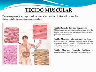 TECIDO MUSCULAR
Formado por células capazes de se contrair e, assim, diminuir de tamanho.
Existem três tipos de tecido muscular:


                                                 Tecido Muscular Estriado Esquelético –
                                                 Músculos presos aos ossos, músculos da face, da
                                                 língua e do diafragma. São voluntários, ou seja,
                                                 podemos controlá‐los.

                                                 Tecido Muscular não estriado ou liso –
                                                 encontrado em diversos órgãos ocos (tubo
                                                 digestório, bexiga, útero). São involuntários, ou
                                                 seja, não podemos controlá‐los.

                                                 Tecido Muscular Estriado Cardíaco –
                                                 Encontrado no coração. Músculo involuntário.
 