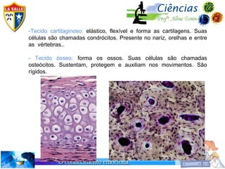 -Tecido cartilaginoso: elástico, flexível e forma as cartilagens. Suas
células são chamadas condrócitos. Presente no nariz, orelhas e entre
as vértebras..

- Tecido ósseo: forma os ossos. Suas células são chamadas
osteócitos. Sustentam, protegem e auxiliam nos movimentos. São
rígidos.
 