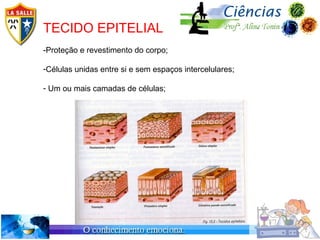 TECIDO EPITELIAL
-Proteção e revestimento do corpo;

-Células unidas entre si e sem espaços intercelulares;

- Um ou mais camadas de células;
 