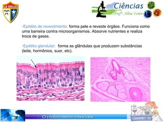 -Epitélio de revestimento: forma pele e reveste órgãos. Funciona como
uma barreira contra microorganismos. Absorve nutrientes e realiza
troca de gases.

-Epitélio glandular: forma as glândulas que produzem substâncias
(leite, hormônios, suor, etc).
 
