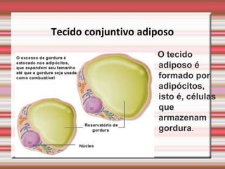 Tecido conjuntivo adiposo
                     O tecido
                     adiposo é
                     formado por
                     adipócitos,
                     isto é, células
                     que
                     armazenam
                     gordura.
 