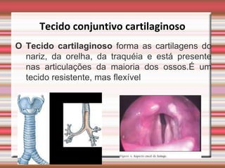 Tecido conjuntivo cartilaginoso
O Tecido cartilaginoso forma as cartilagens do
  nariz, da orelha, da traquéia e está presente
  nas articulações da maioria dos ossos.É um
  tecido resistente, mas flexível
 
