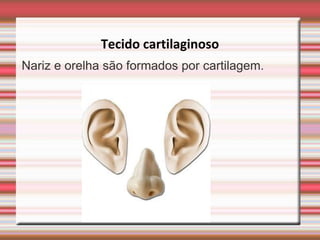 Tecido cartilaginoso
Nariz e orelha são formados por cartilagem.
 