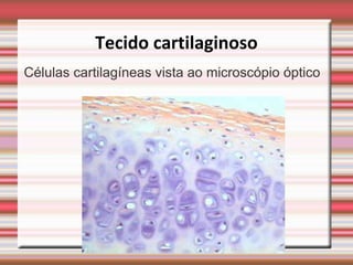 Tecido cartilaginoso
Células cartilagíneas vista ao microscópio óptico
 