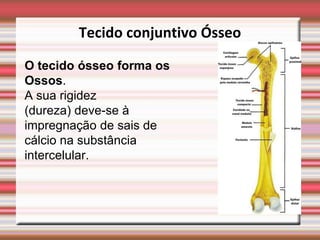 Tecido conjuntivo Ósseo

O tecido ósseo forma os
Ossos.
A sua rigidez
(dureza) deve-se à
impregnação de sais de
cálcio na substância
intercelular.
 