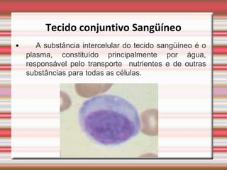 Tecido conjuntivo Sangüíneo
•      A substância intercelular do tecido sangüíneo é o
    plasma, constituído principalmente por água,
    responsável pelo transporte nutrientes e de outras
    substâncias para todas as células.
 