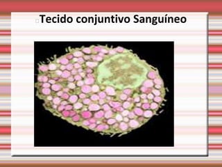 Tecido conjuntivo Sanguíneo

 