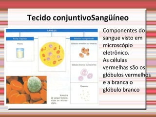 Tecido conjuntivoSangüíneo
                   Componentes do
                   sangue visto em
                   microscópio
                   eletrônico.
                   As células
                   vermelhas são os
                   glóbulos vermelhos
                   e a branca o
                   glóbulo branco
 