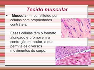 Tecido muscular
•    Muscular → constituído por
    células com propriedades
    contráteis;

    Essas células têm o formato
    alongado e promovem a
    contração muscular, o que
    permite os diversos
    movimentos do corpo.
 