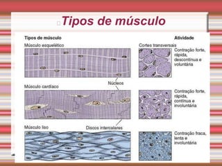 Tipos de músculo

 