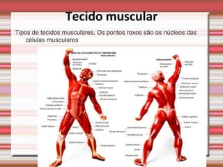 Tecido muscular
Tipos de tecidos musculares. Os pontos roxos são os núcleos das
    células musculares
 