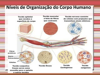 Níveis de Organização do Corpo Humano
 