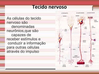Tecido nervoso

As células do tecido
nervoso são
   denominadas
neurônios,que são
   capazes de
receber estímulos e
 conduzir a informação
para outras células
através do impulso
 